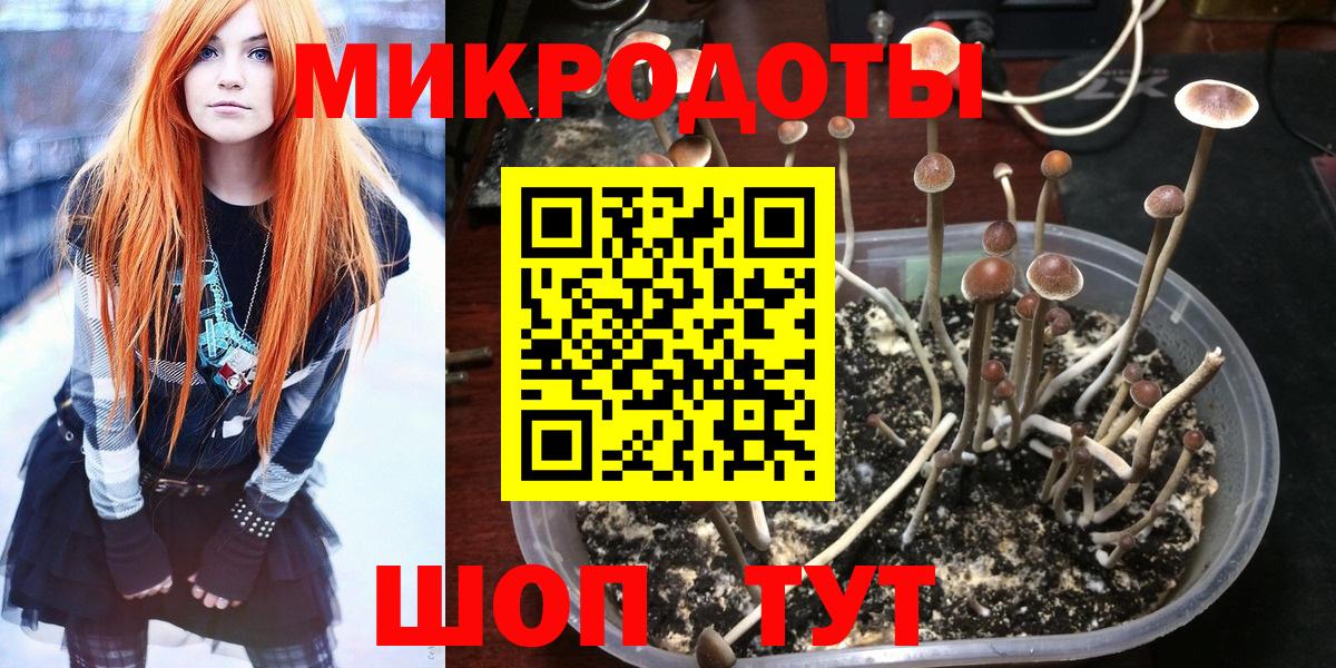 Галлюциногенные грибы Psilocybine cubensis Краснознаменск