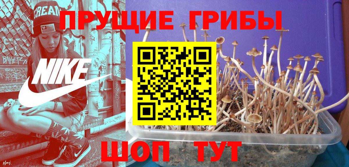 Краснознаменск  Галлюциногенные грибы MAGIC MUSHROOMS  Вход с VPN 
